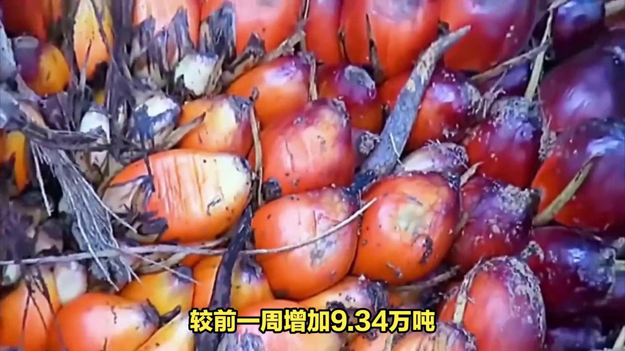 棕榈油最新报价揭秘,市场走势、影响因素与案例分析全解析