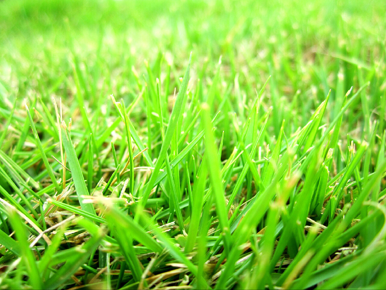 带你领略自然之美的青青草小天地