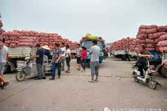 金乡大蒜今日最新价格，市场走势、影响因素与行业洞察分析