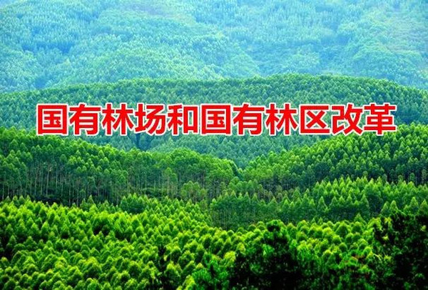 国有林场改革最新动态，绿色宝藏与小径独特小店探秘