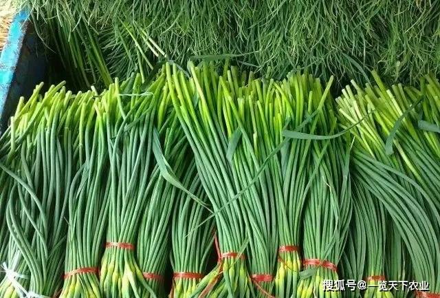 蒜苔价格最新动态,一场绿色之旅寻找内心平静之路