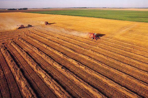 小麦价格最新行情走势及分析报告