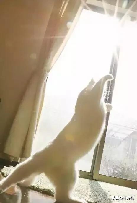 猫咪视频最新破解版,小巷轻舞探秘猫咪世界