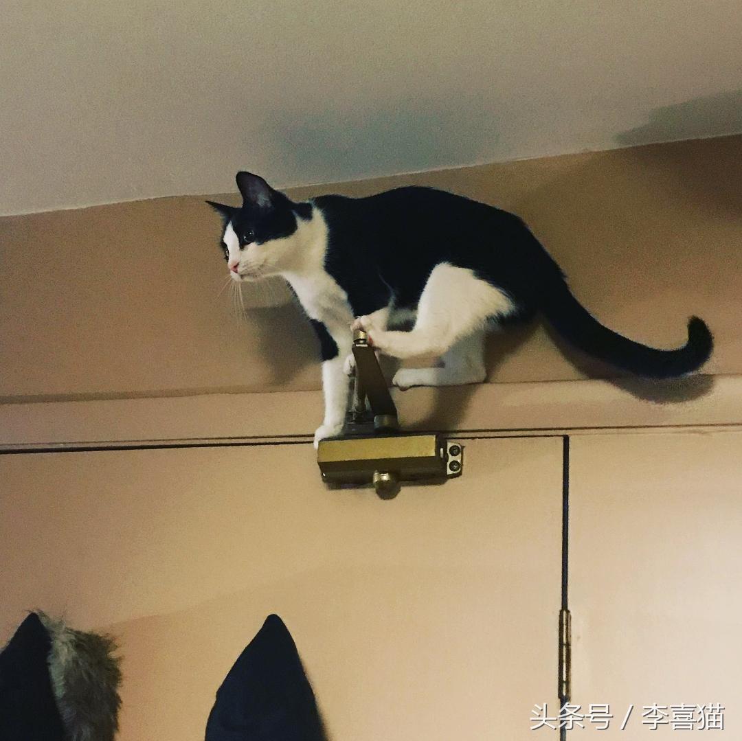 猫咪视频最新破解版,小巷轻舞探秘猫咪世界