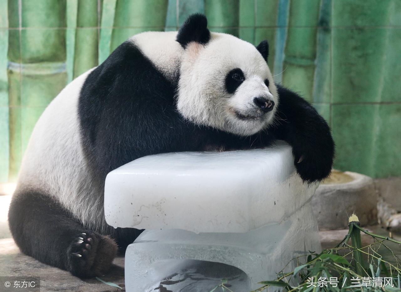 南京熊猫的最新动态,日常趣事揭秘