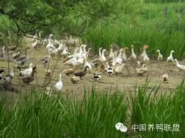 最新养殖信息
