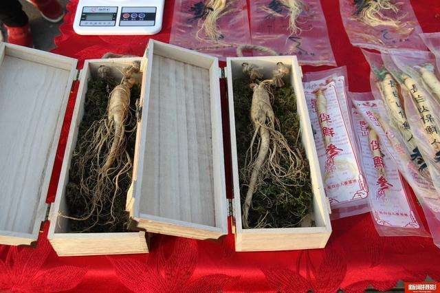 人参最新价格行情揭秘,小巷深处的参香奇缘